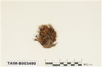 藏品(曲尾苔科)的圖片